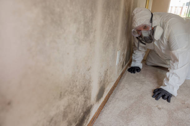 Why You Should Choose Our Mold Remediation Services in Independence, KS